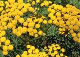 tansy from the worms