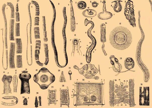 Gelminth parasites class