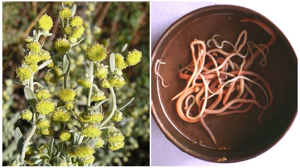 Wormwood from parasites