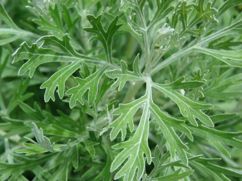 Wormwood for the production of tinctures from parasites